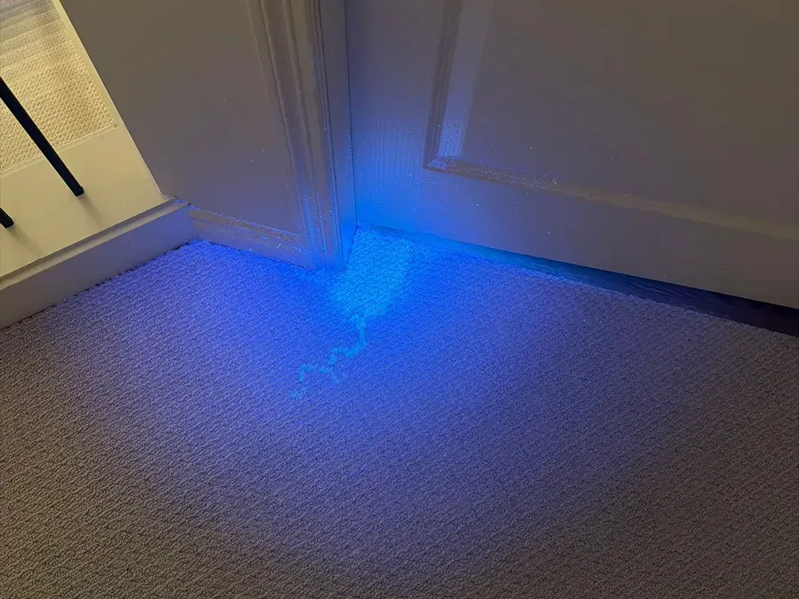 UV blacklight revealing a pet stain on carpet beside a bedroom door