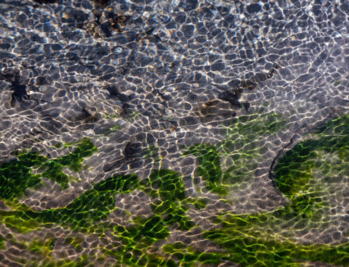 Why Emergency Water Extraction Saves More Than Just Your Carpet